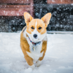 A Corgi Running Through The Snow In Pittsburgh PA