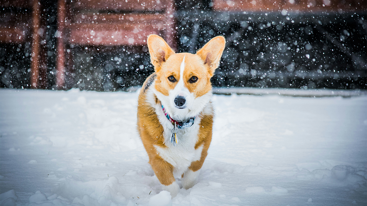 A Corgi Running Through The Snow In Pittsburgh PA