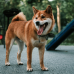 Dog Standing In a Dog Park In Erie PA