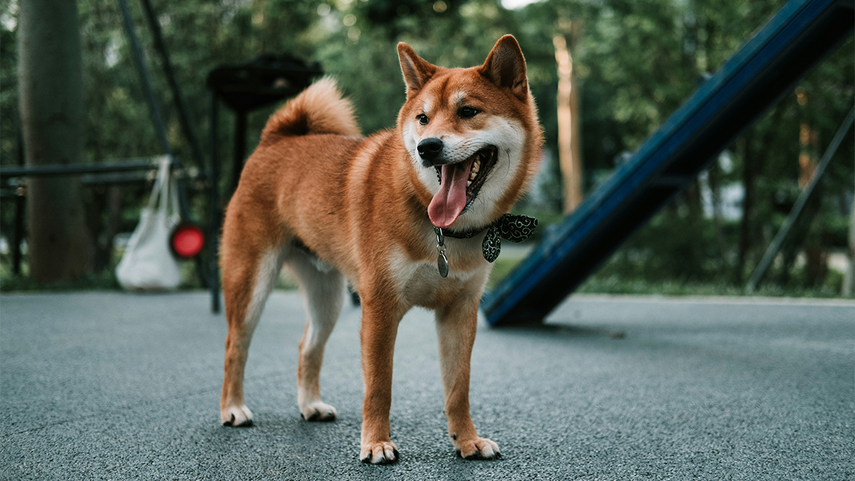 Dog Standing In a Dog Park In Erie PA