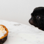 Pug Staring Longingly At A Thanksgiving Pie