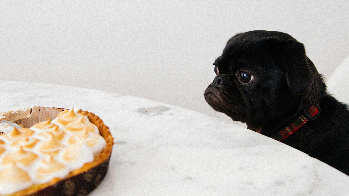 Pug Staring Longingly At A Thanksgiving Pie